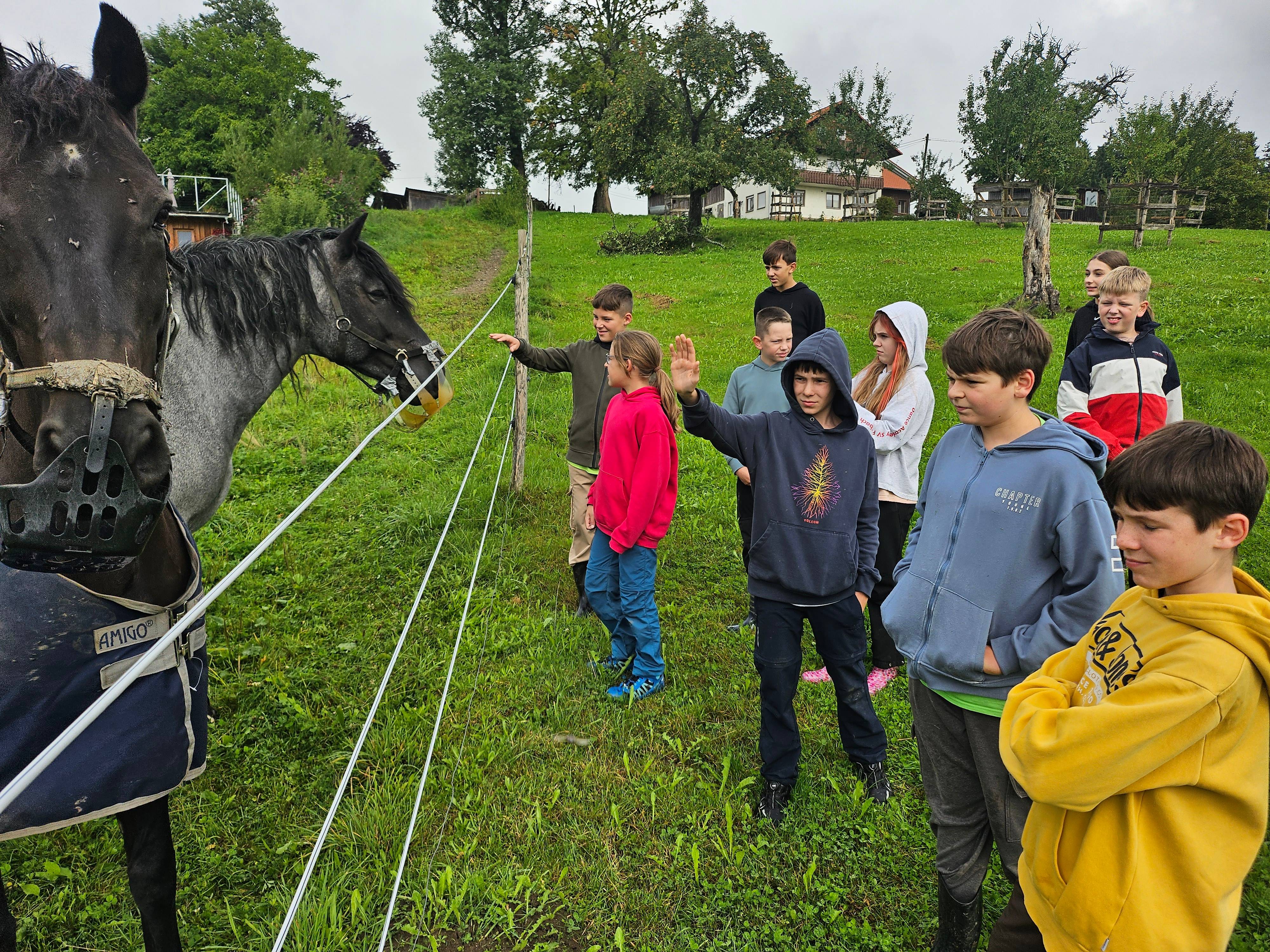 Kinder beim Boni-Arche-Camp füttern Pferde hinter einem Zaun und lernen Tiere kennen.